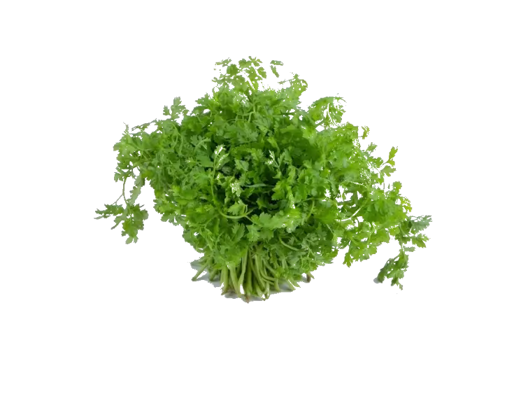 धनिया पत्ती | Coriander Leaves | 250 Gm