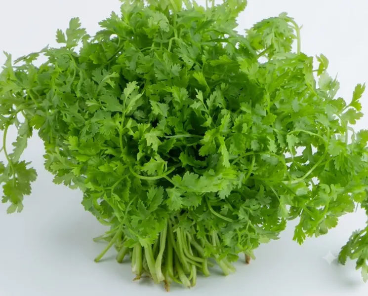 धनिया पत्ती | Coriander Leaves | 250 Gm