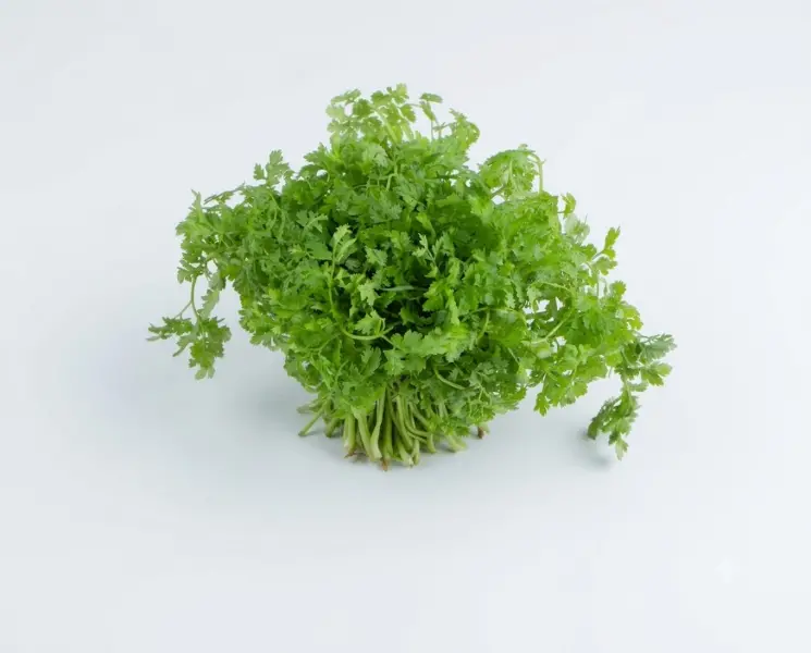 धनिया पत्ती | Coriander Leaves | 50 Gm