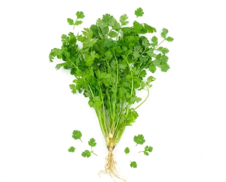 हरा धनिया पत्ती | Green Coriander Leaves | 100 Gm