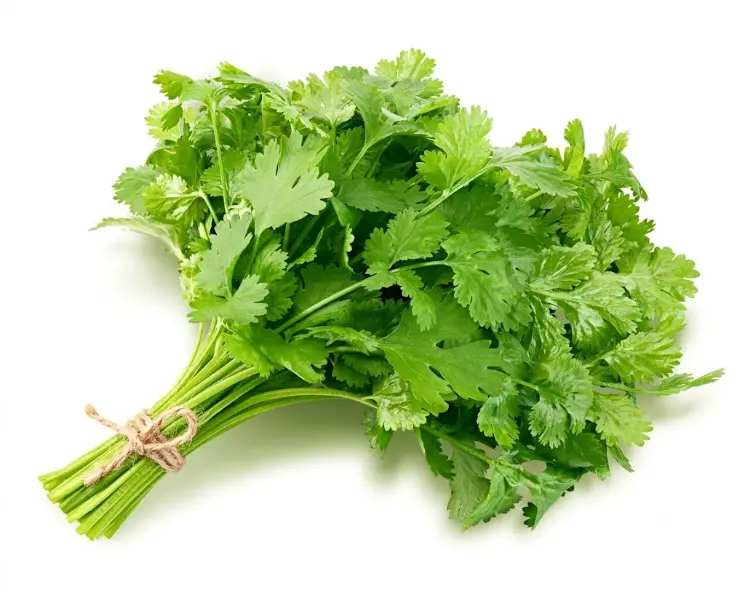 हरा धनिया पत्ती | Green Coriander Leaves | 500 Gm