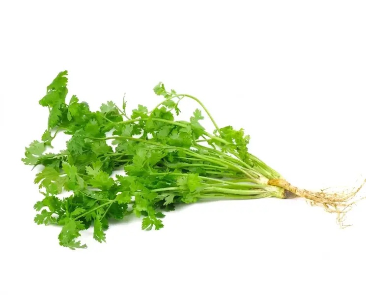 हरा धनिया पत्ती | Green Coriander Leaves | 500 Gm