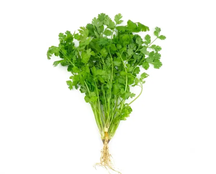हरा धनिया पत्ती | Green Coriander Leaves | 500 Gm