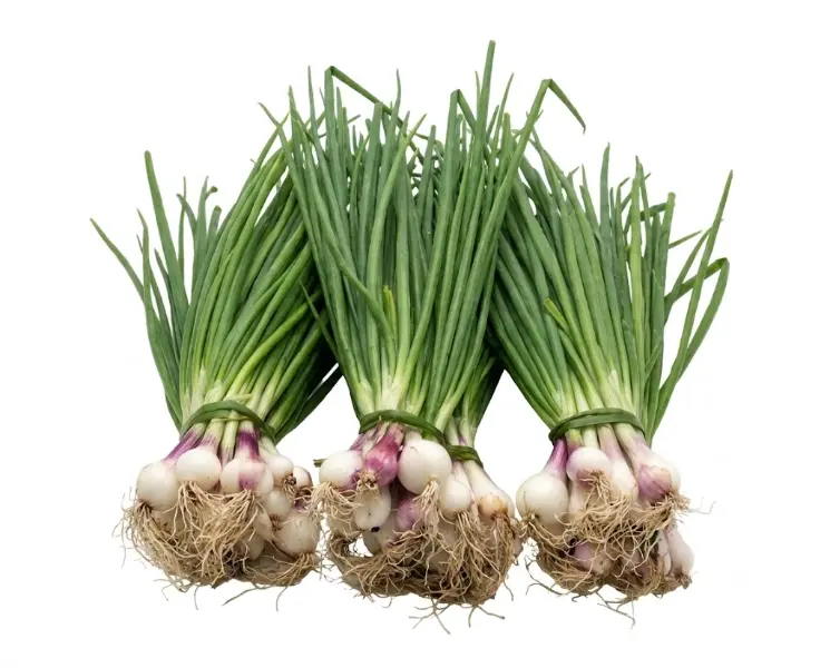 हरी प्याज | Spring Onion | 250 Gm