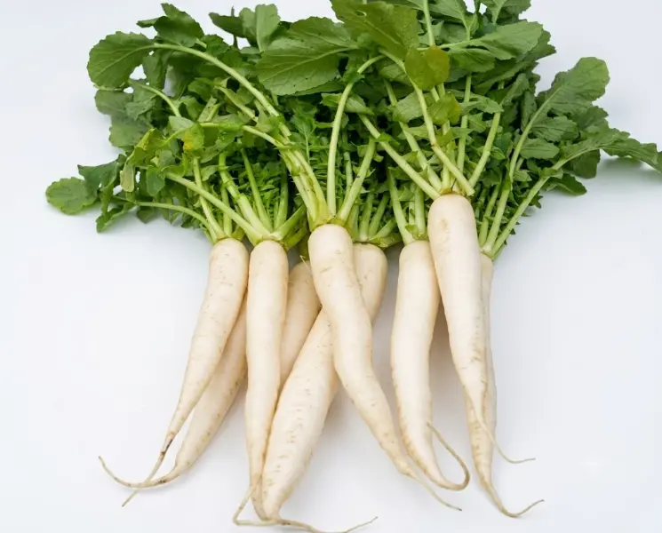 मूली | White Radish | 5 Pcs